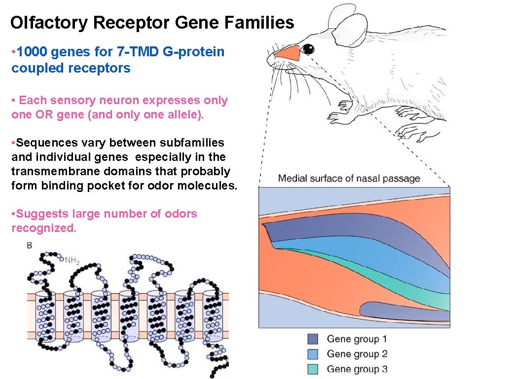 Olfactory Receptor Gene Families • 1000 genes for 7 -TMD G-protein coupled receptors •