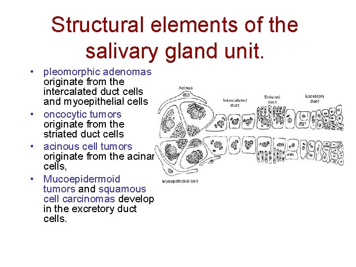Structural elements of the salivary gland unit. • pleomorphic adenomas originate from the intercalated