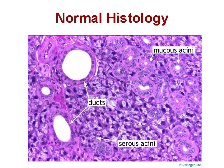 Normal Histology 