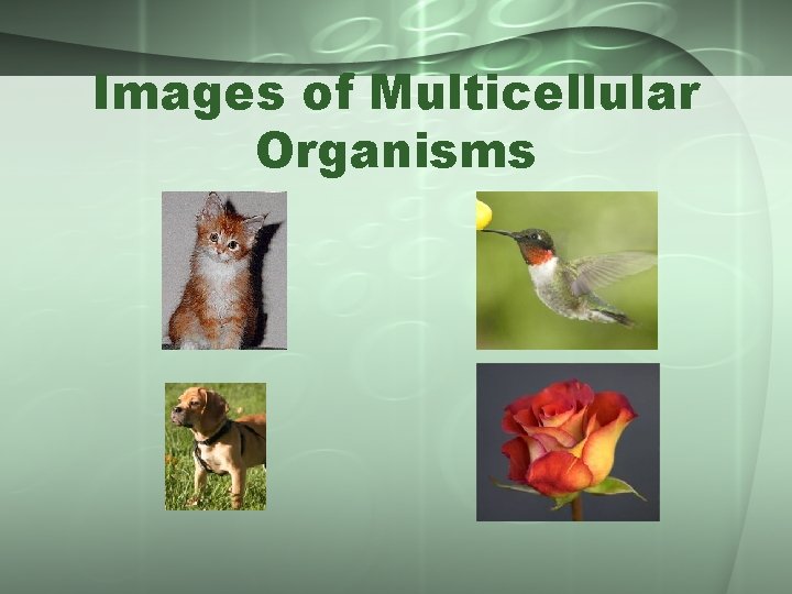 Images of Multicellular Organisms 