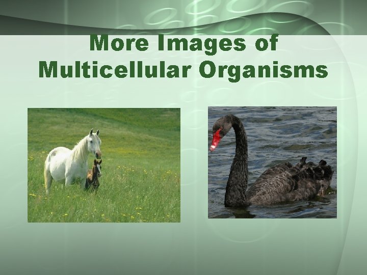 More Images of Multicellular Organisms 