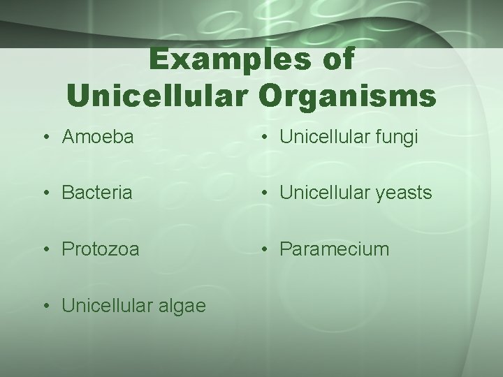 Examples of Unicellular Organisms • Amoeba • Unicellular fungi • Bacteria • Unicellular yeasts