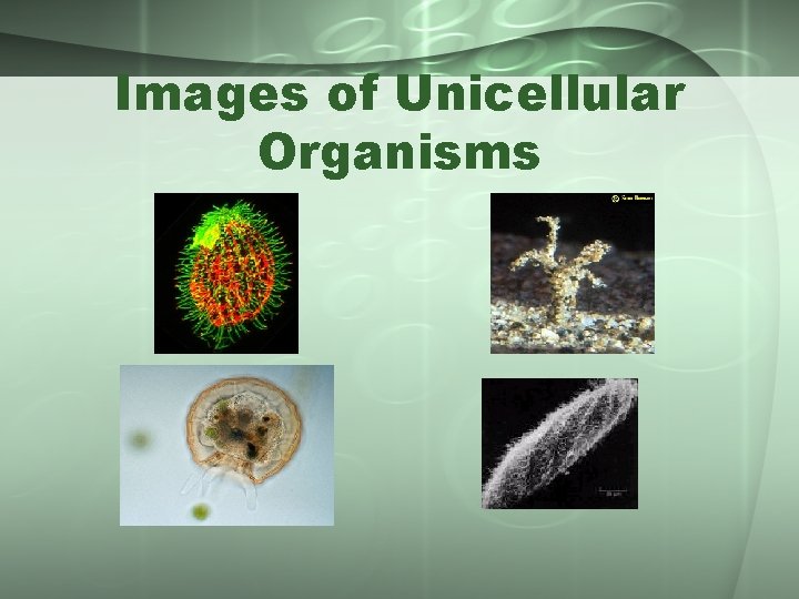 Images of Unicellular Organisms 