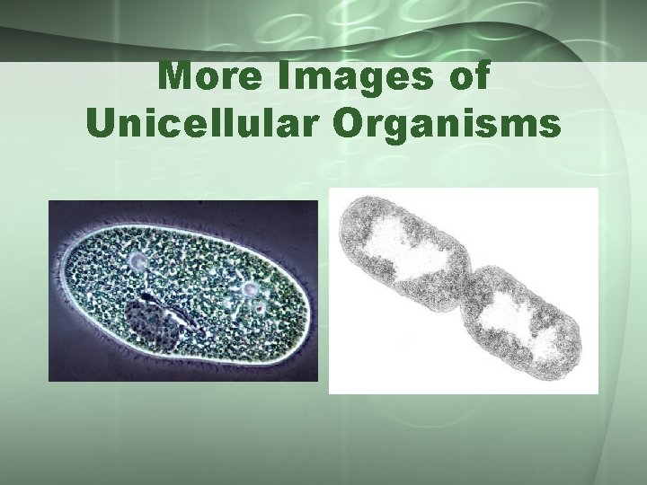 More Images of Unicellular Organisms 