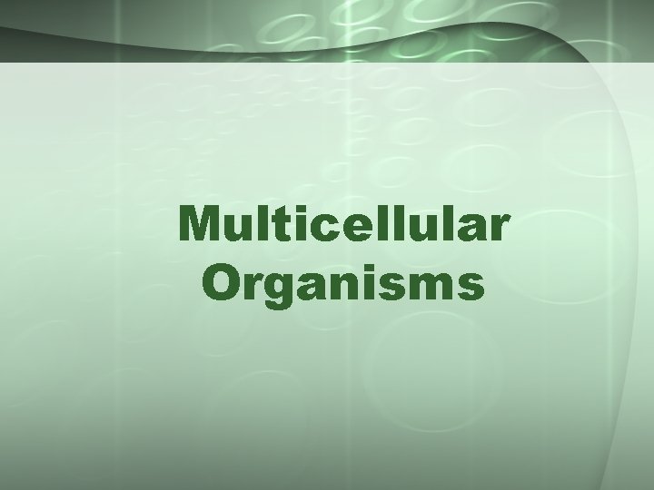 Multicellular Organisms 