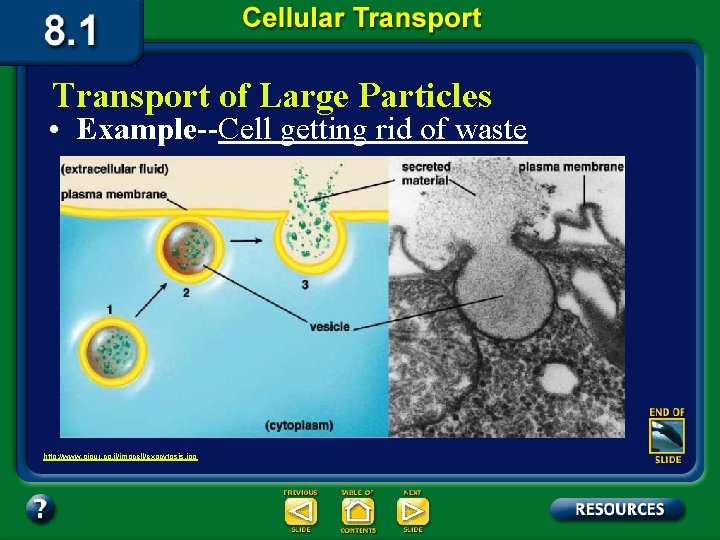 Transport of Large Particles • Example--Cell getting rid of waste http: //www. pigur. co.