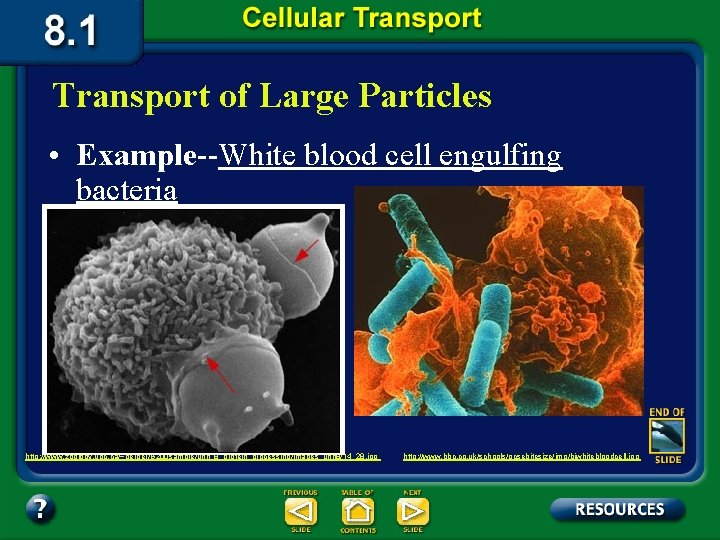 Transport of Large Particles • Example--White blood cell engulfing bacteria http: //www. zoology. ubc.