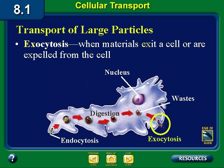 Transport of Large Particles • Exocytosis—when materials exit a cell or are expelled from