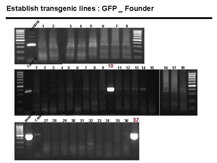 nt ro l Establish transgenic lines : GFP _ Founder 2 ’ 3 ’