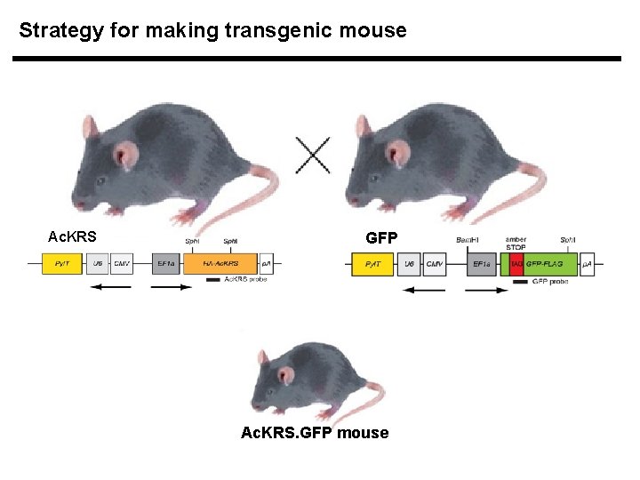 Strategy for making transgenic mouse Ac. KRS GFP Ac. KRS. GFP mouse 
