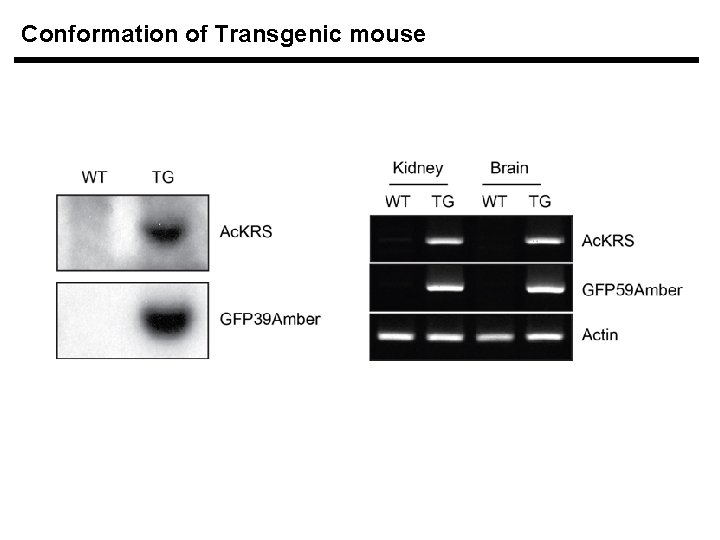 Conformation of Transgenic mouse 