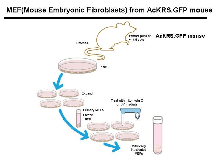 MEF(Mouse Embryonic Fibroblasts) from Ac. KRS. GFP mouse 