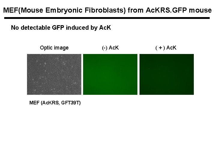 MEF(Mouse Embryonic Fibroblasts) from Ac. KRS. GFP mouse No detectable GFP induced by Ac.