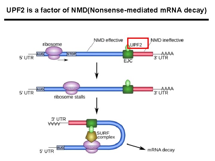 UPF 2 is a factor of NMD(Nonsense-mediated m. RNA decay) 