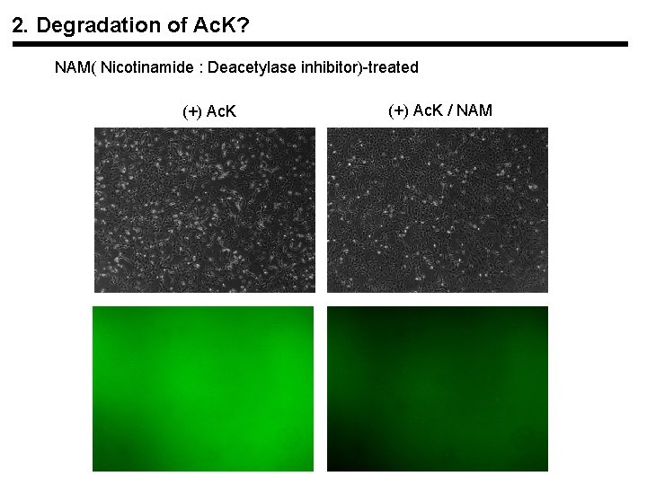 2. Degradation of Ac. K? NAM( Nicotinamide : Deacetylase inhibitor)-treated (+) Ac. K /