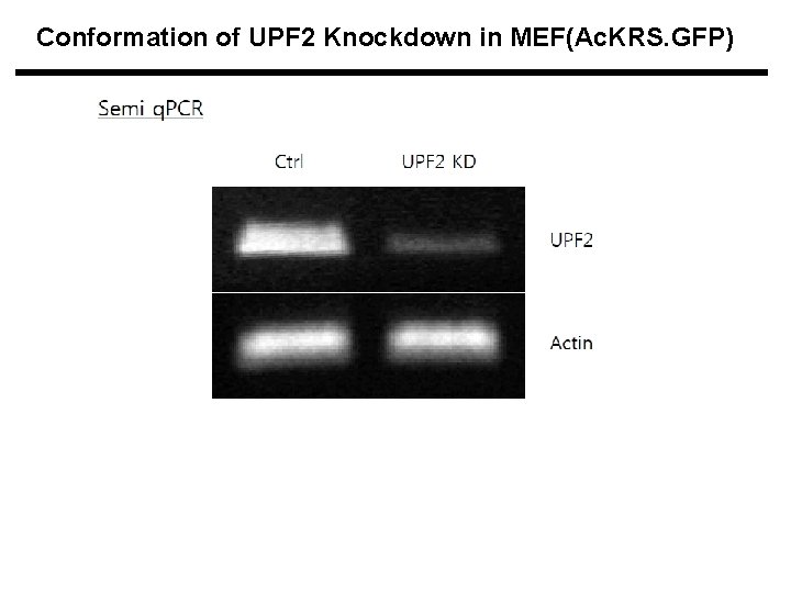 Conformation of UPF 2 Knockdown in MEF(Ac. KRS. GFP) 