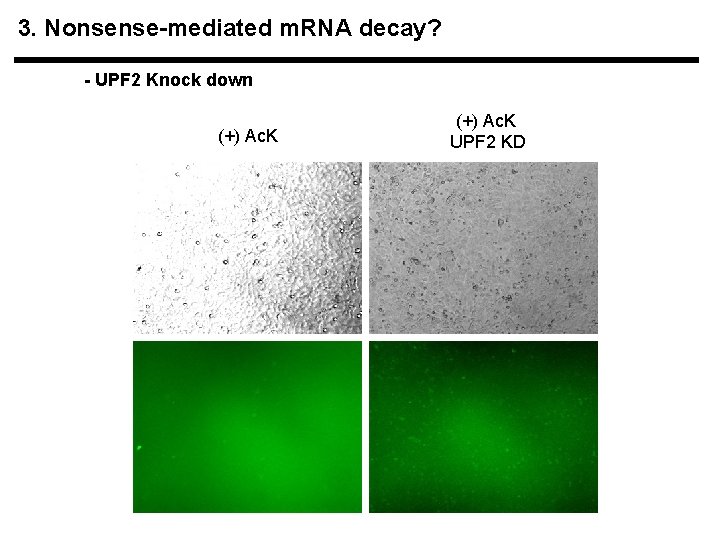 3. Nonsense-mediated m. RNA decay? - UPF 2 Knock down (+) Ac. K UPF