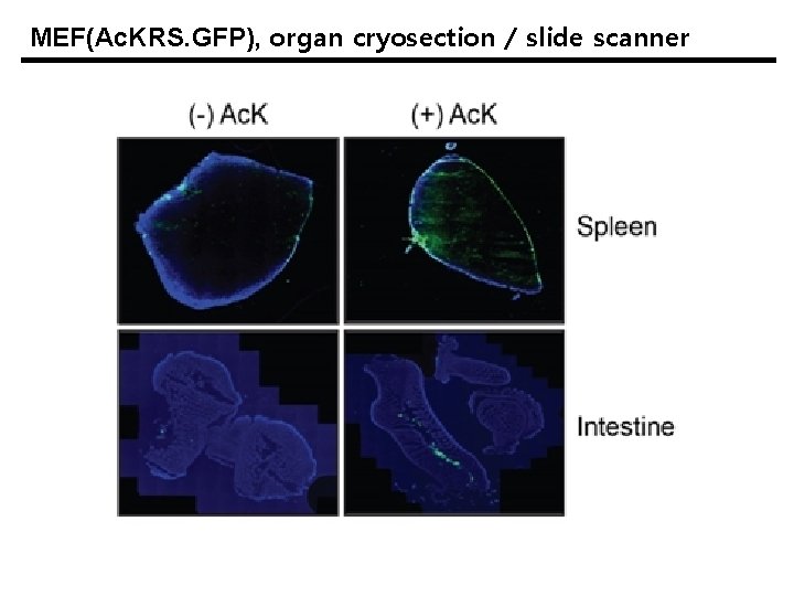 MEF(Ac. KRS. GFP), organ cryosection / slide scanner 