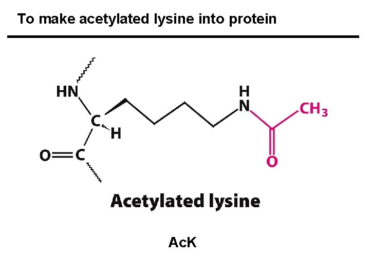 To make acetylated lysine into protein Ac. K 