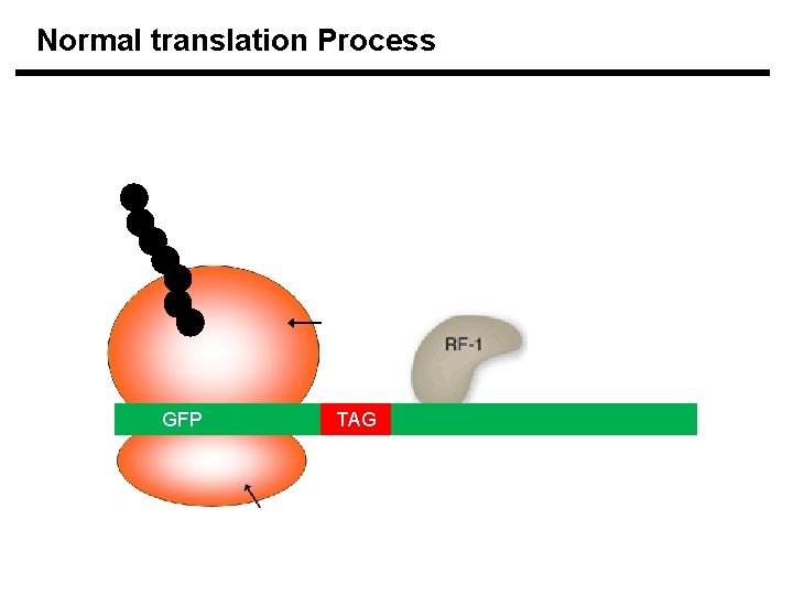 Normal translation Process GFP TAG 