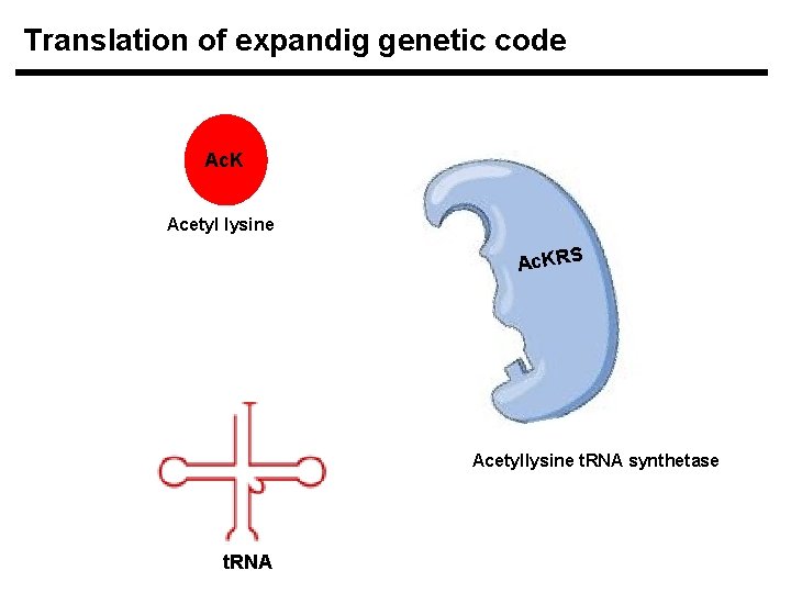 Translation of expandig genetic code Ac. K Acetyl lysine Ac. KRS Acetyllysine t. RNA