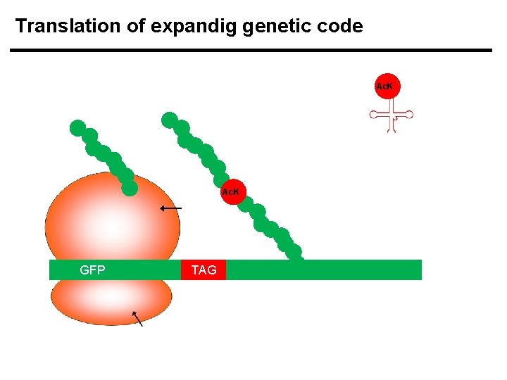 Translation of expandig genetic code Ac. K GFP TAG 
