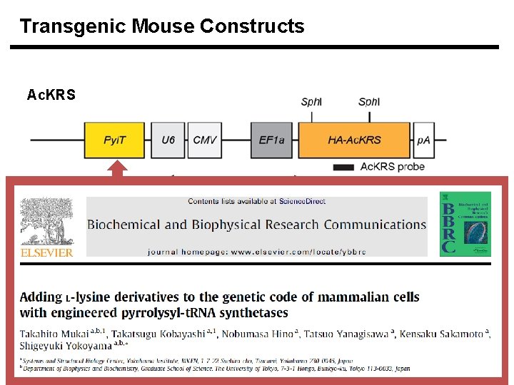 Transgenic Mouse Constructs Ac. KRS GFP 