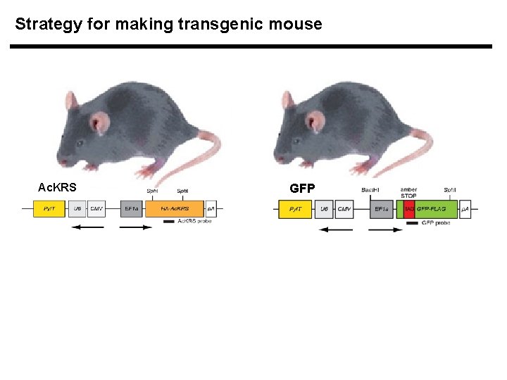 Strategy for making transgenic mouse Ac. KRS GFP 