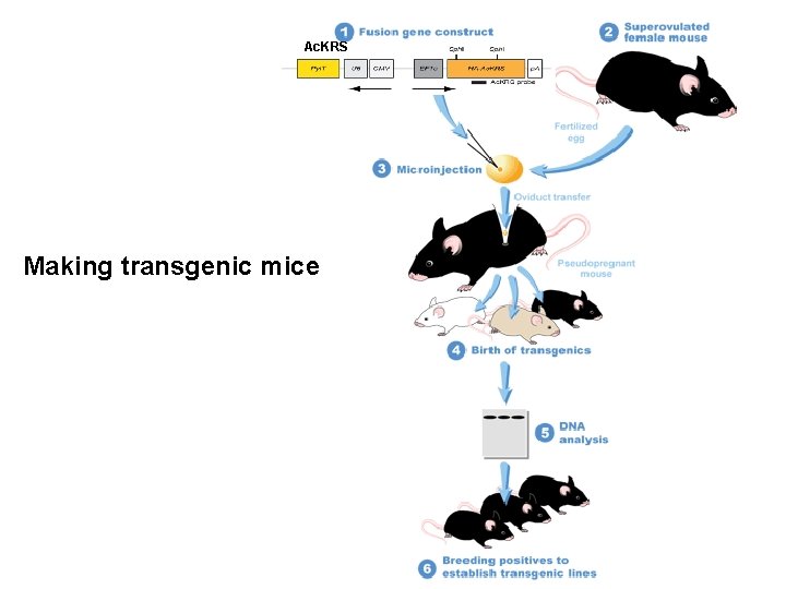 Ac. KRS Making transgenic mice 