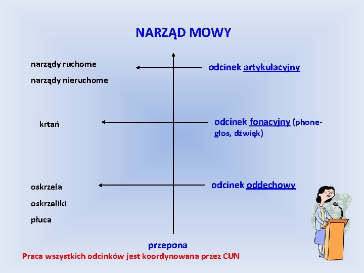 NARZĄD MOWY narządy ruchome odcinek artykulacyjny narządy nieruchome odcinek fonacyjny (phone- krtań głos, dźwięk)