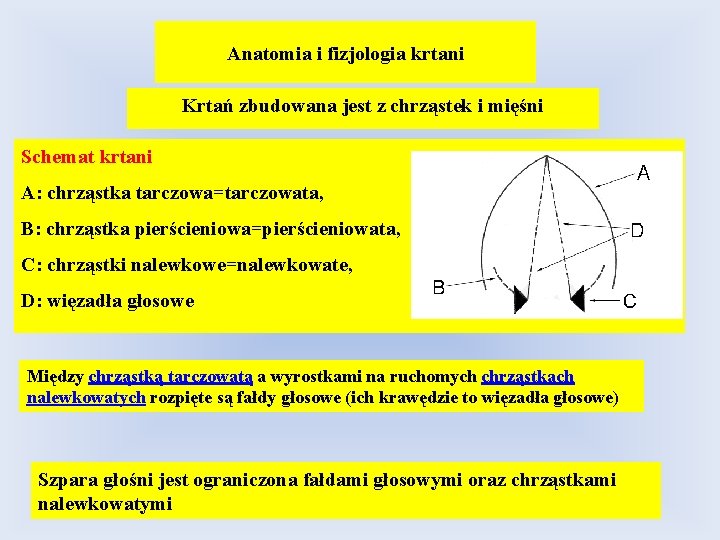 Anatomia i fizjologia krtani Krtań zbudowana jest z chrząstek i mięśni Schemat krtani A: