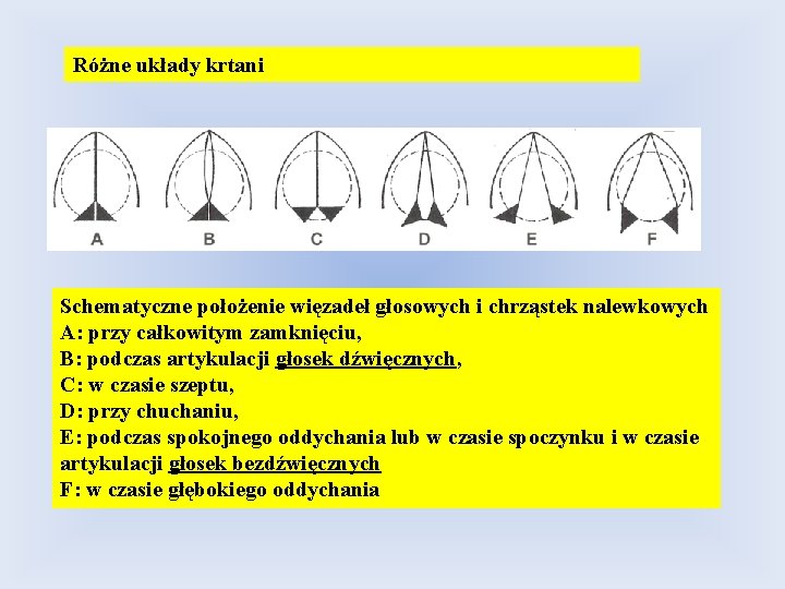 Różne układy krtani Schematyczne położenie więzadeł głosowych i chrząstek nalewkowych A: przy całkowitym zamknięciu,