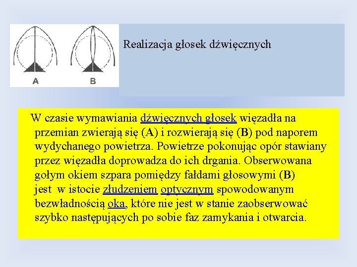 Realizacja głosek dźwięcznych W czasie wymawiania dźwięcznych głosek więzadła na przemian zwierają się (A)