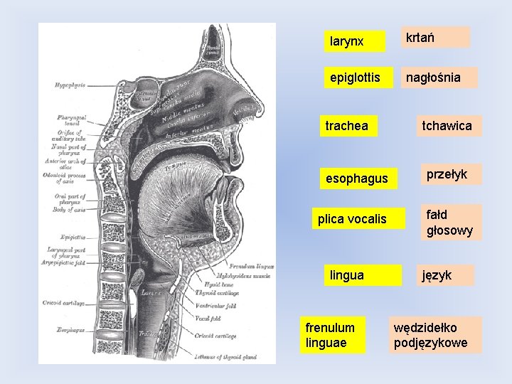 larynx krtań epiglottis nagłośnia trachea esophagus plica vocalis lingua frenulum linguae tchawica przełyk fałd