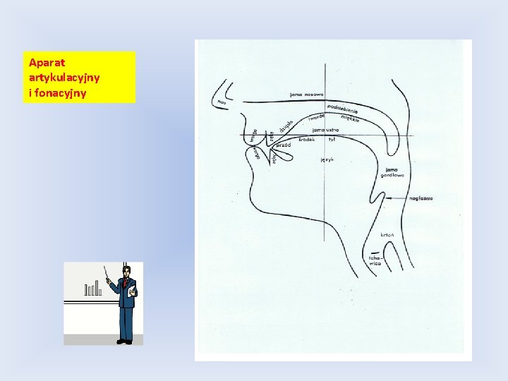 Aparat artykulacyjny i fonacyjny 