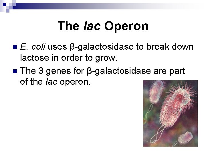 The lac Operon E. coli uses β-galactosidase to break down lactose in order to