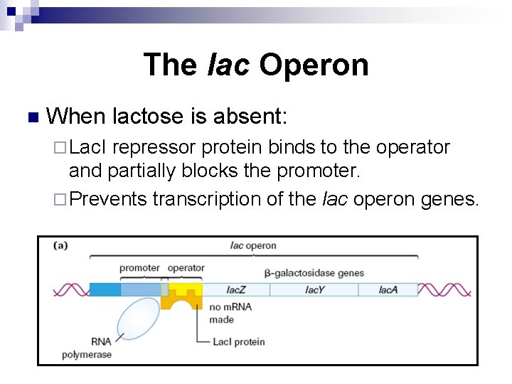 The lac Operon n When lactose is absent: ¨ Lac. I repressor protein binds
