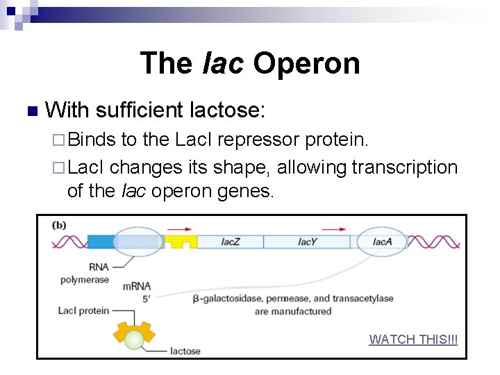 The lac Operon n With sufficient lactose: ¨ Binds to the Lac. I repressor