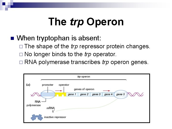 The trp Operon n When tryptophan is absent: ¨ The shape of the trp