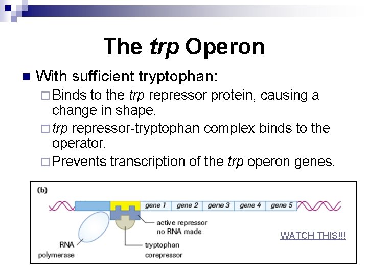 The trp Operon n With sufficient tryptophan: ¨ Binds to the trp repressor protein,