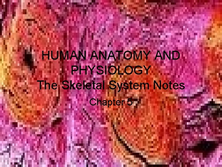 HUMAN ANATOMY AND PHYSIOLOGY The Skeletal System Notes Chapter 5 HUMAN ANATOMY AND PHYSIOLOGY The Skeletal System Notes Chapter 5