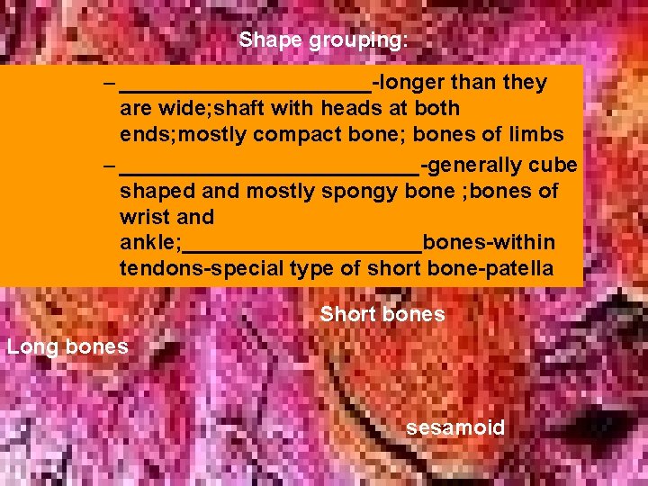 Shape grouping: – ___________-longer than they are wide; shaft with heads at both ends; Shape grouping: – ___________-longer than they are wide; shaft with heads at both ends;