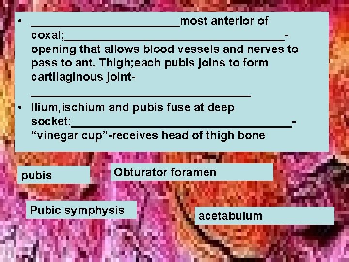 • ____________most anterior of coxal; _________________opening that allows blood vessels and nerves to • ____________most anterior of coxal; _________________opening that allows blood vessels and nerves to