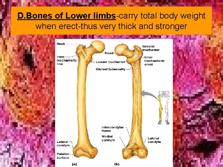 D. Bones of Lower limbs-carry total body weight when erect-thus very thick and stronger D. Bones of Lower limbs-carry total body weight when erect-thus very thick and stronger