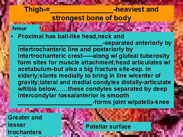 Thigh-=________-heaviest and strongest bone of body femur • Proximal has ball-like head, neck and Thigh-=________-heaviest and strongest bone of body femur • Proximal has ball-like head, neck and