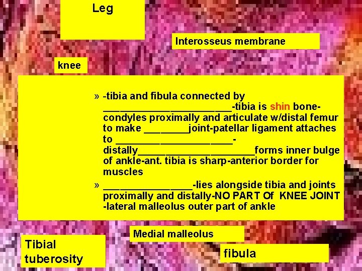 Leg Interosseus membrane knee » -tibia and fibula connected by ____________-tibia is shin bonecondyles Leg Interosseus membrane knee » -tibia and fibula connected by ____________-tibia is shin bonecondyles