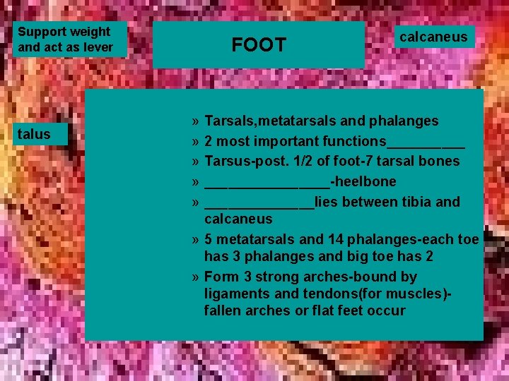 Support weight and act as lever talus FOOT » » » calcaneus Tarsals, metatarsals Support weight and act as lever talus FOOT » » » calcaneus Tarsals, metatarsals