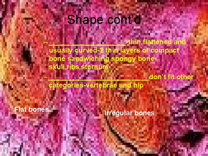 Shape cont’d – __________-thin, flattened and usually curved-2 thin layers of compact bone sandwiching Shape cont’d – __________-thin, flattened and usually curved-2 thin layers of compact bone sandwiching