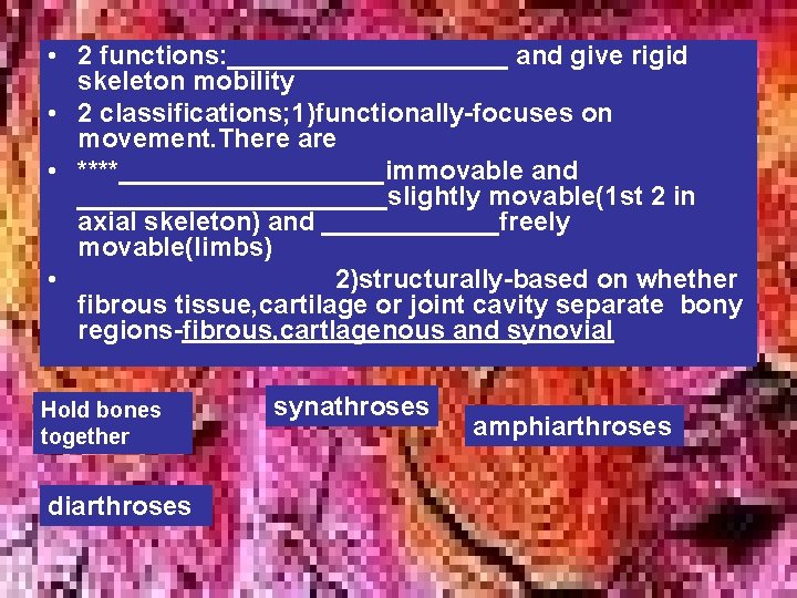 • 2 functions: __________ and give rigid skeleton mobility • 2 classifications; 1)functionally-focuses • 2 functions: __________ and give rigid skeleton mobility • 2 classifications; 1)functionally-focuses