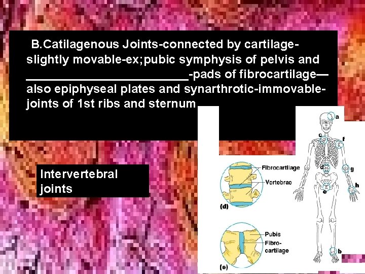 • B. Catilagenous Joints-connected by cartilageslightly movable-ex; pubic symphysis of pelvis and ____________-pads • B. Catilagenous Joints-connected by cartilageslightly movable-ex; pubic symphysis of pelvis and ____________-pads